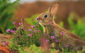 ارانب جميلة بالصور 5 450x281 300x187 صور ارانب مميزة باللون الابيض , خلفيات الارانب لعشاقها