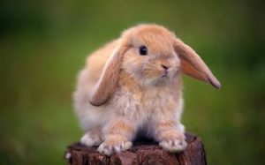 ارانب جميلة جدا 5 450x281 300x187 صور ارانب مميزة باللون الابيض , خلفيات الارانب لعشاقها