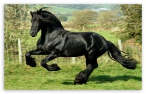 اعتنت 300x194 صور خيول جديدة وجميلة روعة , صورة حصان عربي اصيل , احصنة حلوة خلفيات , Photos horses