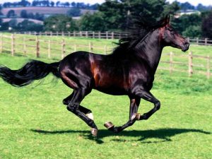 الخيول العربية 2 300x225 صور احصنة عربية متنوعة , اجمل صور الاحصنة الجديدة في العالم