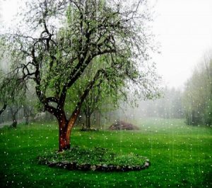 امطار جميلة 1 450x397 300x265 صور خلفيات امطار على الشجر , خلفيات المطر الطبيعي لسقوط المطر