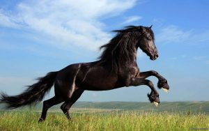 اهخحك 300x188 صور خيول جديدة وجميلة روعة , صورة حصان عربي اصيل , احصنة حلوة خلفيات , Photos horses