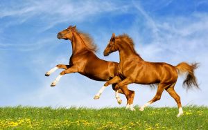 تخحجط 300x188 صور خيول جديدة وجميلة روعة , صورة حصان عربي اصيل , احصنة حلوة خلفيات , Photos horses