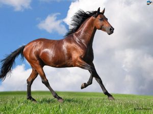 جحط 300x225 صور خيول جديدة وجميلة روعة , صورة حصان عربي اصيل , احصنة حلوة خلفيات , Photos horses