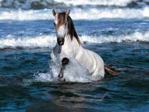 حصان عربي اصيل 1 300x225 صور احصنة عربية متنوعة , اجمل صور الاحصنة الجديدة في العالم