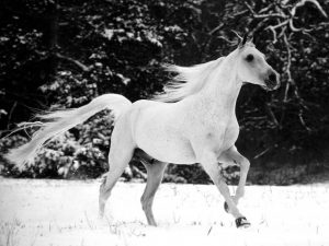 حصان عربي اصيل 2 300x225 صور احصنة عربية متنوعة , اجمل صور الاحصنة الجديدة في العالم