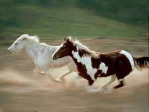 حصان عربي اصيل 5 300x225 صور احصنة عربية متنوعة , اجمل صور الاحصنة الجديدة في العالم