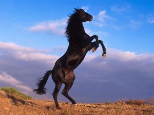 %name صور خيول جديدة وجميلة روعة , صورة حصان عربي اصيل , احصنة حلوة خلفيات , Photos horses