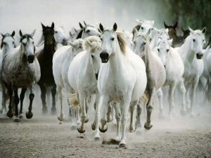 خيول 4 300x225 صور الخيول العربية الجميلة , صور خيل ابيض واسود جميل