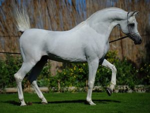 خيول جميلة بالصور 1 300x225 صور الخيول العربية الجميلة , صور خيل ابيض واسود جميل