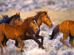 خيول جميلة بالصور 2 300x225 صور الخيول العربية الجميلة , صور خيل ابيض واسود جميل