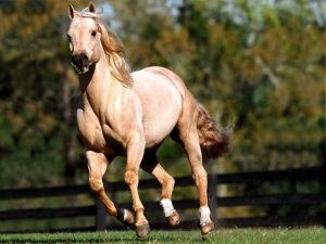 خيول عربية اصيلة 4 300x225 صور الخيول العربية الجميلة , صور خيل ابيض واسود جميل