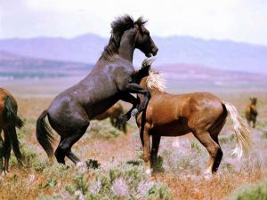 خيول عربية واحصنة عربية 1 300x225 صور احصنة عربية متنوعة , اجمل صور الاحصنة الجديدة في العالم