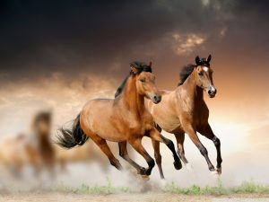 خيول عربية واحصنة عربية 2 300x225 صور احصنة عربية متنوعة , اجمل صور الاحصنة الجديدة في العالم