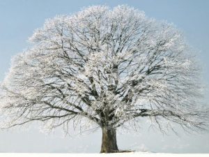 شتاء 2016 بالصور 4 300x225 صور للثلوج الجميلة الممتعه  , رمزيات خلفيات طبيعية لفصل الشتاء