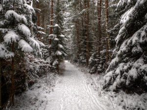 صور ثلوج الشتاء 2 300x225 صور للثلوج الجميلة الممتعه  , رمزيات خلفيات طبيعية لفصل الشتاء