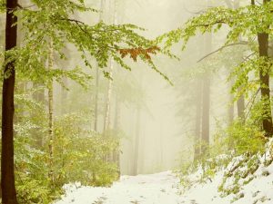 صور ثلوج الشتاء 3 300x225 صور للثلوج الجميلة الممتعه  , رمزيات خلفيات طبيعية لفصل الشتاء