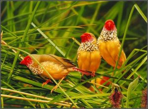 طيور ملونة 5 450x330 300x220 صور اجمل خلفيات الطيور , طيور قمة الروعة والجاذبيه