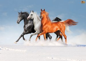 لعخهم 300x213 صور خيول جديدة وجميلة روعة , صورة حصان عربي اصيل , احصنة حلوة خلفيات , Photos horses