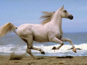 لعهم 300x225 صور خيول جديدة وجميلة روعة , صورة حصان عربي اصيل , احصنة حلوة خلفيات , Photos horses