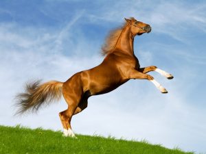 هن 300x225 صور خيول جديدة وجميلة روعة , صورة حصان عربي اصيل , احصنة حلوة خلفيات , Photos horses
