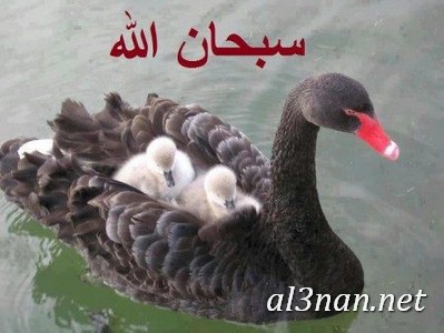 توبيكات سبحان الله وبحمده سبحان الله العظيم مزخرفه العنان نت