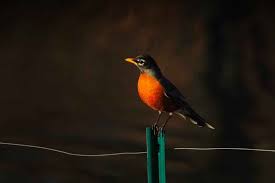 download 10 صور طيور  عالية الجودةHD خلفيات و رمزيات طيور منوعة جميلة