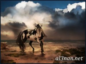 صور-حصان-رمزيات-و-خلفيات-خيل-عربي-اصيل-2019_00202-1-300x225 صور حصان رمزيات و خلفيات خيل عربي اصيل 2019