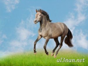 صور-حصان-رمزيات-و-خلفيات-خيل-عربي-اصيل-2019_00229-1-300x225 صور حصان رمزيات و خلفيات خيل عربي اصيل 2019