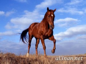صور-حصان-رمزيات-و-خلفيات-خيل-عربي-اصيل-2019_00232-1-300x225 صور حصان رمزيات و خلفيات خيل عربي اصيل 2019