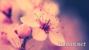 صور-ورد-2019-hd-احلي-الوان-ورد-باقات-زهور-جميلة_00400-300x169 صور ورد 2019 hd احلي الوان ورد باقات زهور جميلة